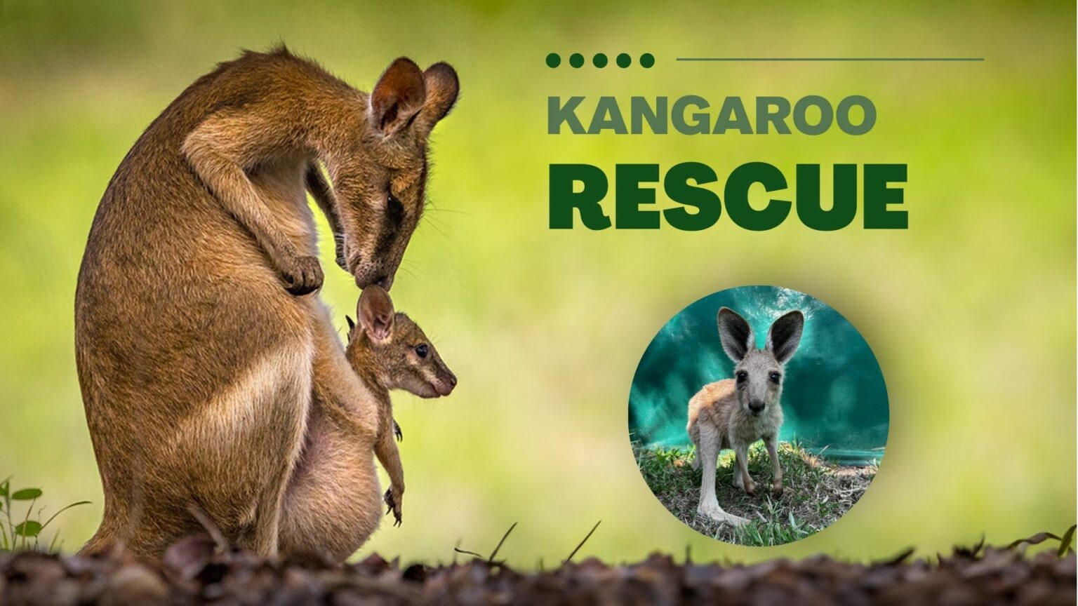 Kangaroo Rescue